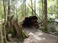 023.Mt.Field NP &ndash; &copy; Maria Michel (Eberhardt TRAVEL)