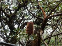 0060_BlueMountains.jpg