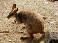 0078_FeatherdaleWildlifePark.jpg &ndash; &copy; Rebekka Böhme (Eberhardt TRAVEL)