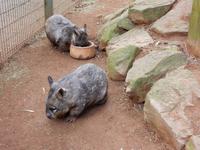 0079_FeatherdaleWildlifePark.jpg &ndash; &copy; Rebekka Böhme (Eberhardt TRAVEL)