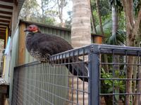 0085_FeatherdaleWildlifePark.jpg &ndash; &copy; Rebekka Böhme (Eberhardt TRAVEL)