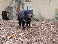 0086_FeatherdaleWildlifePark.jpg &ndash; &copy; Rebekka Böhme (Eberhardt TRAVEL)