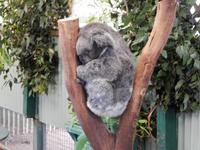 0092_FeatherdaleWildlifePark.jpg &ndash; &copy; Rebekka Böhme (Eberhardt TRAVEL)