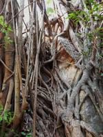 0206_Darwin.jpg &ndash; &copy; Rebekka Böhme (Eberhardt TRAVEL)
