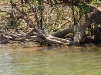 0265_YellowWater.jpg &ndash; &copy; Rebekka Böhme (Eberhardt TRAVEL)