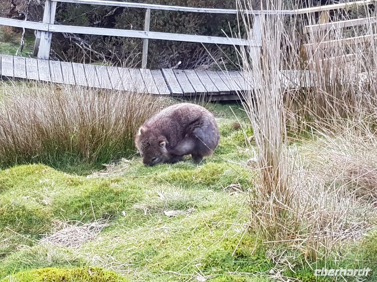 Wombat im Cradle Mountain Nationalpark &ndash; &copy; Madlen Lippe (Eberhardt TRAVEL)