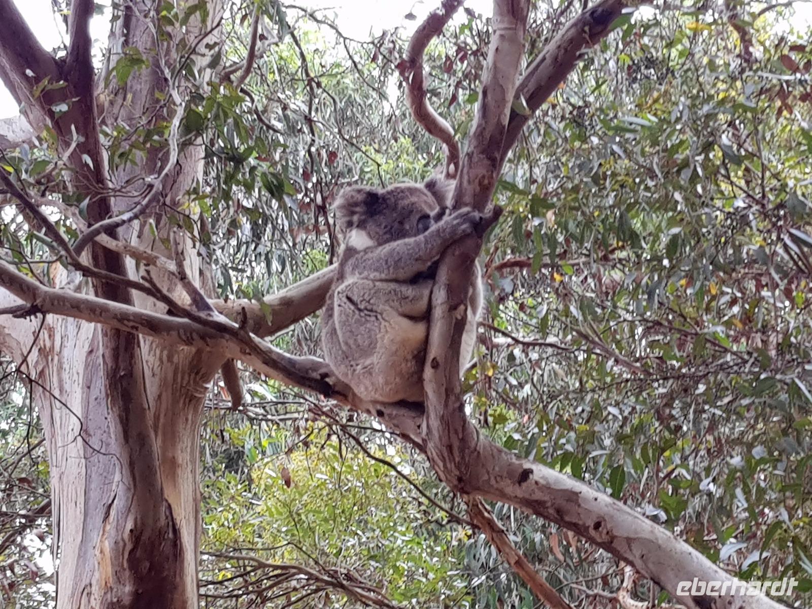 Koalas auf Kangaroo Island &ndash; &copy; Madlen Lippe (Eberhardt TRAVEL)