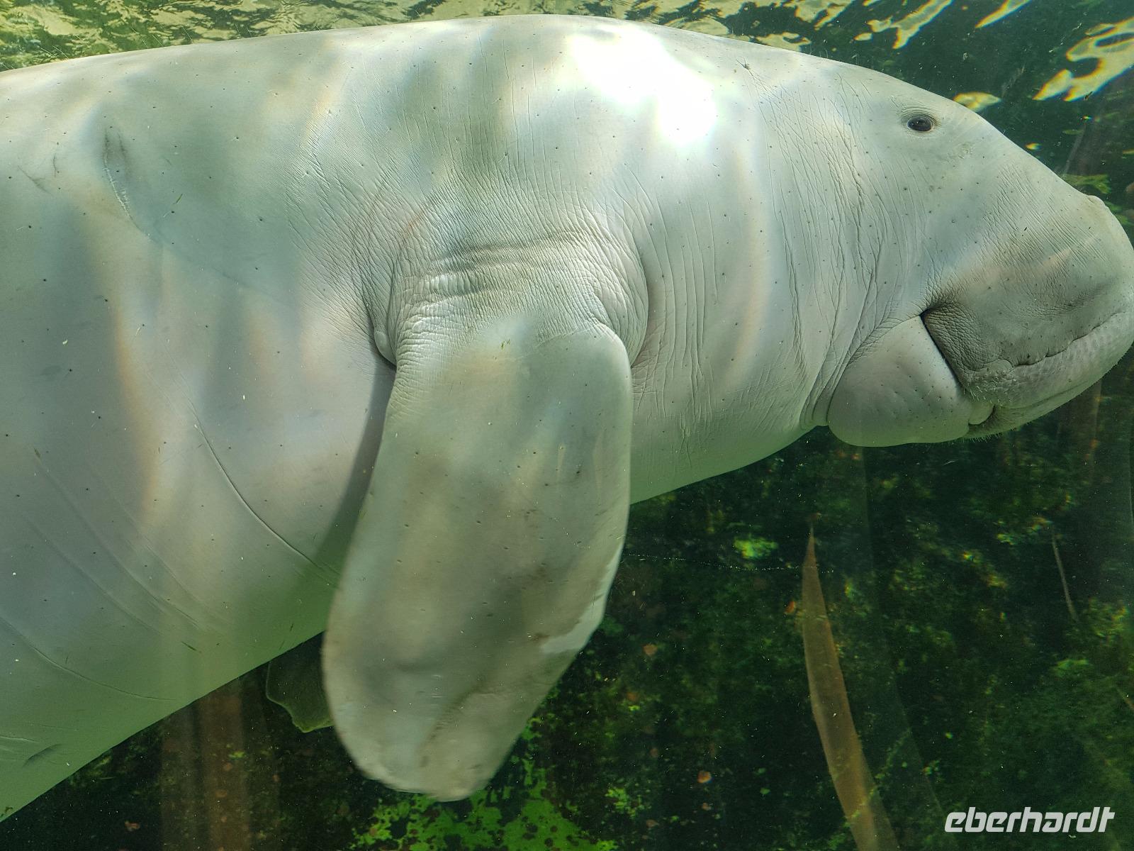 Dugong &ndash; &copy; Madlen Lippe (Eberhardt TRAVEL)