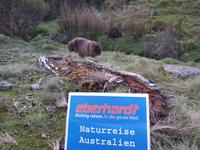 Wombat posiert fürs Foto im Cradle Mountain Nationalpark &ndash; &copy; Madlen Lippe (Eberhardt TRAVEL)