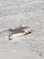 Sealbay auf Kangaroo Island  &ndash; &copy; Madlen Lippe (Eberhardt TRAVEL)