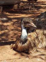 Emu im Outback &ndash; &copy; Madlen Lippe (Eberhardt TRAVEL)