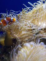 Nemo gefunden &ndash; &copy; Madlen Lippe (Eberhardt TRAVEL)