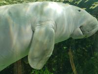 Dugong &ndash; &copy; Madlen Lippe (Eberhardt TRAVEL)
