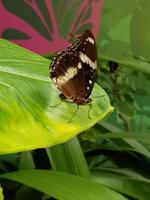 Schmetterling &ndash; &copy; Madlen Lippe (Eberhardt TRAVEL)