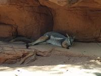 entspanntes Känguru &ndash; &copy; Madlen Lippe (Eberhardt TRAVEL)