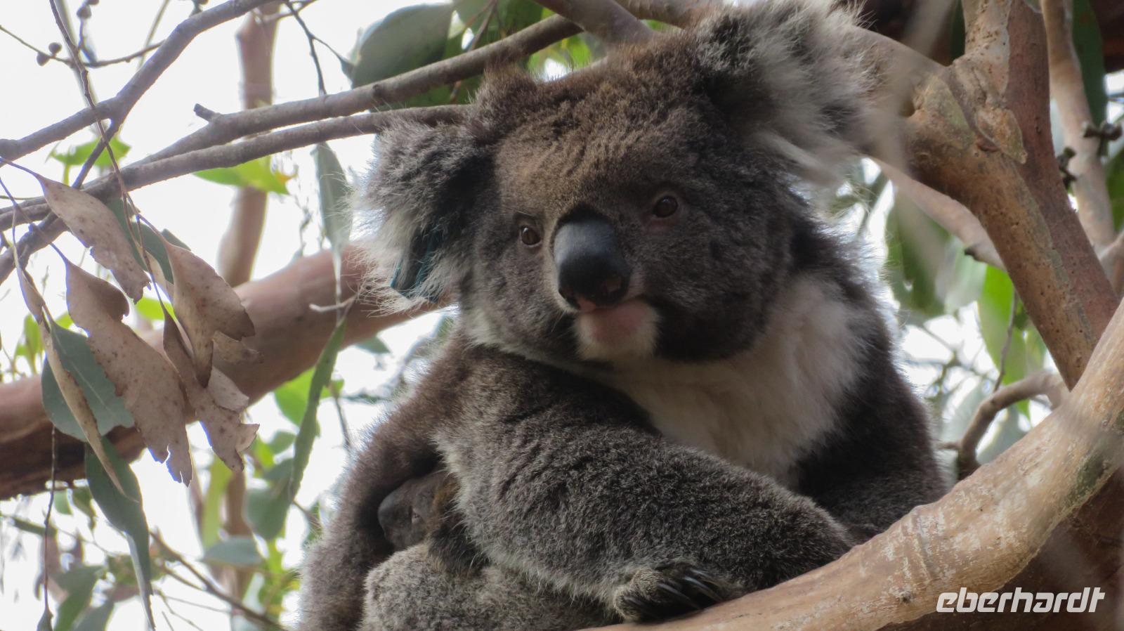 Koala auf Kangaroo Island &ndash; &copy; Anna Stiebing (Eberhardt TRAVEL)