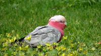 Galah / Rosakakadu &ndash; &copy; Anna Stiebing (Eberhardt TRAVEL)