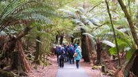 Spaziergang zu den Russel Falls &ndash; &copy; Anna Stiebing (Eberhardt TRAVEL)