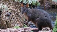 Wallaby &ndash; &copy; Anna Stiebing (Eberhardt TRAVEL)
