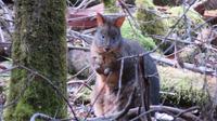 Wallaby &ndash; &copy; Anna Stiebing (Eberhardt TRAVEL)