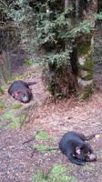 Tasmanische Teufel &ndash; &copy; Anna Stiebing (Eberhardt TRAVEL)