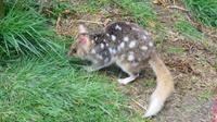 Quoll, Tasmanien &ndash; &copy; Anna Stiebing (Eberhardt TRAVEL)