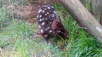 Quoll, Tasmanien &ndash; &copy; Anna Stiebing (Eberhardt TRAVEL)