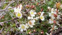 Cradle Mountain Nationalpark, Tasmanien &ndash; &copy; Anna Stiebing (Eberhardt TRAVEL)