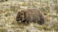 Wombat  &ndash; &copy; Anna Stiebing (Eberhardt TRAVEL)