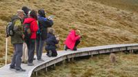Begegnung mit Wombats, Tasmanien &ndash; &copy; Anna Stiebing (Eberhardt TRAVEL)