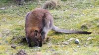 Wallaby &ndash; &copy; Anna Stiebing (Eberhardt TRAVEL)