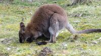 Wallaby &ndash; &copy; Anna Stiebing (Eberhardt TRAVEL)
