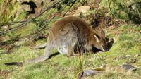 Wallaby &ndash; &copy; Anna Stiebing (Eberhardt TRAVEL)