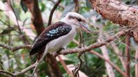 Kookaburra  &ndash; &copy; Anna Stiebing (Eberhardt TRAVEL)