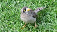 Noisy Miner (gehört zu den Honigfressern) &ndash; &copy; Anna Stiebing (Eberhardt TRAVEL)