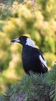 Magpie &ndash; &copy; Anna Stiebing (Eberhardt TRAVEL)