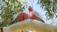 Galah / Rosakakadu &ndash; &copy; Anna Stiebing (Eberhardt TRAVEL)
