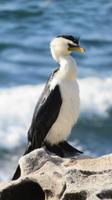Kormoran &ndash; &copy; Anna Stiebing (Eberhardt TRAVEL)
