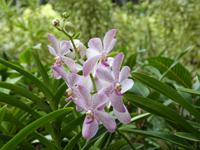 P1020933-im Orchideengarten in Singapur &ndash; &copy; Linda Hartge (Eberhardt TRAVEL)