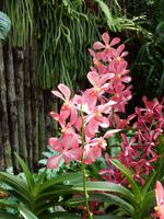 P1020943-im Orchideengarten in Singapur &ndash; &copy; Linda Hartge (Eberhardt TRAVEL)