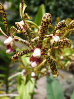 P1020944-im Orchideengarten in Singapur &ndash; &copy; Linda Hartge (Eberhardt TRAVEL)