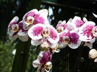 P1020946-im Orchideengarten in Singapur &ndash; &copy; Linda Hartge (Eberhardt TRAVEL)