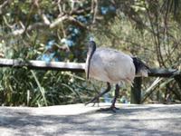 P1020969-Ibis &ndash; &copy; Linda Hartge (Eberhardt TRAVEL)