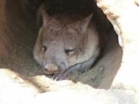 P1030112-Australischer Wombat &ndash; &copy; Linda Hartge (Eberhardt TRAVEL)