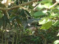 P1030616-Wo ist das Krokodil? &ndash; &copy; Linda Hartge (Eberhardt TRAVEL)