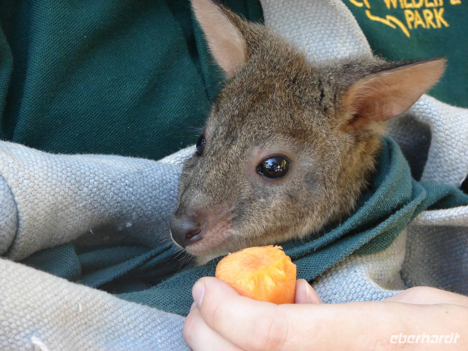 Im Federal Wildlife Park (8) &ndash; &copy; Anett Scheffler (Eberhardt TRAVEL)
