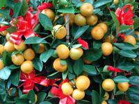 Chinesisch Neujahr &ndash; &copy; Anett Scheffler (Eberhardt TRAVEL)