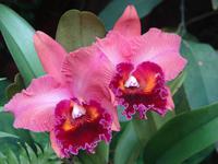 Im Botanischen Garten  (8) &ndash; &copy; Anett Scheffler (Eberhardt TRAVEL)
