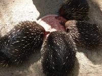 Im Federal Wildlife Park (4) &ndash; &copy; Anett Scheffler (Eberhardt TRAVEL)