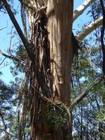 Blue Mountains &ndash; &copy; Anett Scheffler (Eberhardt TRAVEL)
